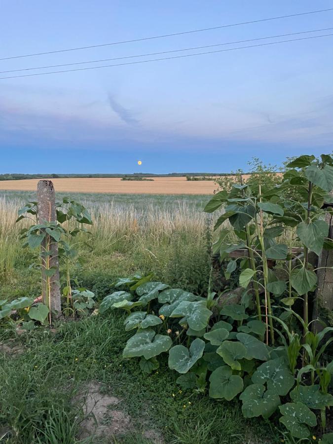 "Mts-Haus Zettemin" - 2 Familienfreundliche Ferienwohnungen In Mecklenburg Extérieur photo
